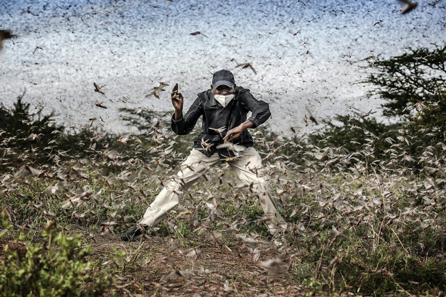 Fighting Locust Invasion in East Africa viljelijä taistelee hyönteisiä vastaan.